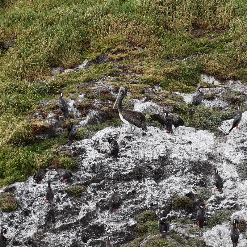 Ile de Chiloé : pellican et cormorans
